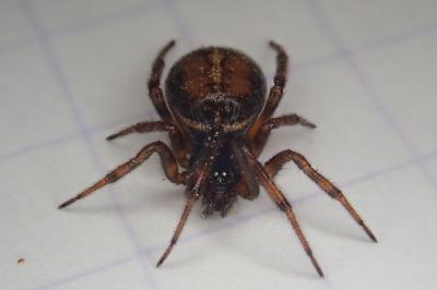 <i>Steatoda bipunctata</i>