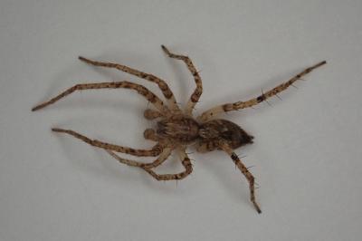 <i>Anyphaena accentuata</i>