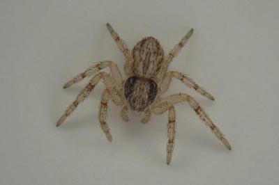 <i>Philodromus</i>