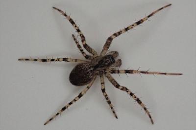 <i>Metellina merianae</i>