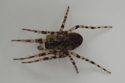 <i>Metellina merianae</i>