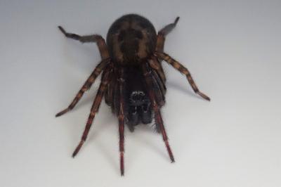 <i>Amaurobius</i>