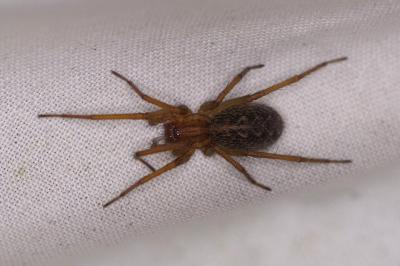<i>Eratigena agrestis</i>