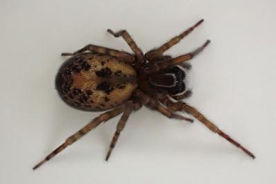 <i>Amaurobius</i>