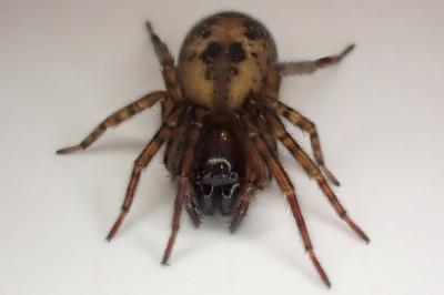 <i>Amaurobius</i>
