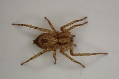 <i>Anyphaena accentuata</i>