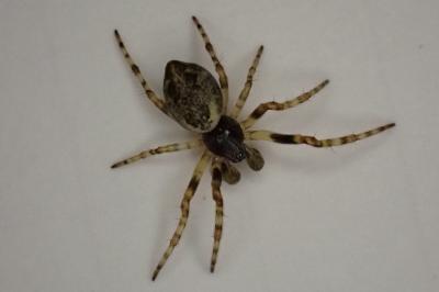 <i>Cyclosa conica</i>
