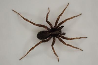 <i>Pardosa</i>