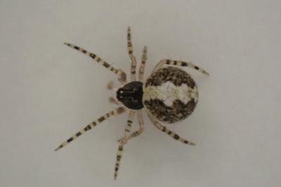 <i>Theridion</i>