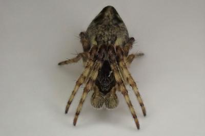 <i>Cyclosa conica</i>