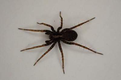 <i>Pardosa</i>