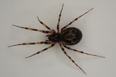 <i>Lepthyphantes minutus</i>