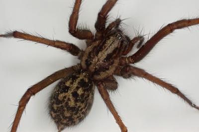 <i>Eratigena</i>