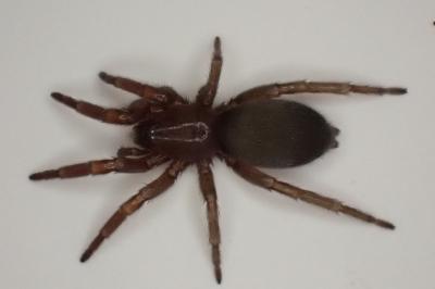 <i>Scotophaeus</i>