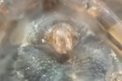 <i>Lepthyphantes minutus</i>