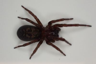 <i>Amaurobius</i>