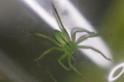 <i>Micrommata ligurina</i>