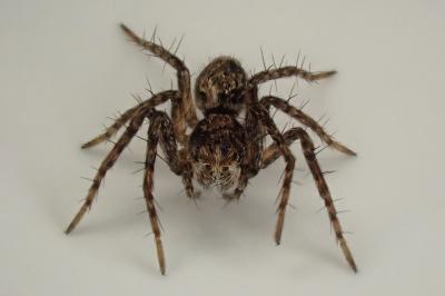 <i>Oxyopes</i>