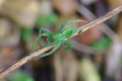 <i>Micrommata ligurina</i>