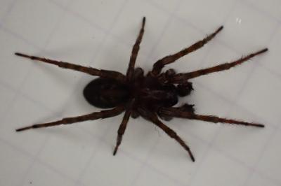 <i>Amaurobius ferox</i>