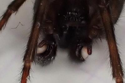 <i>Amaurobius ferox</i>