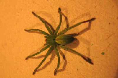 <i>Micrommata ligurina</i>