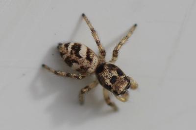 <i>Salticus scenicus</i>