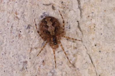 <i>Theridion</i>