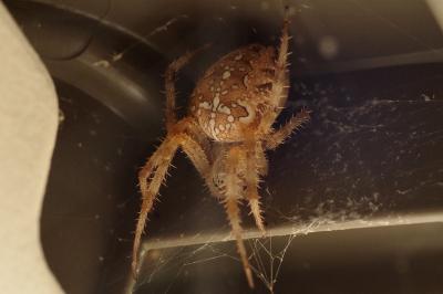 <i>Araneus diadematus</i>
