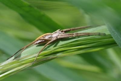 <i>Pisaura mirabilis</i>