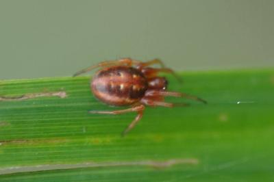 <i>Hypsosinga heri</i>