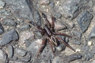 <i>Alopecosa cuneata</i>