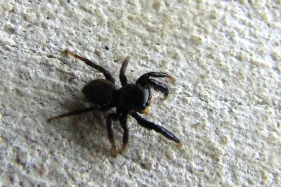 <i>Pseudeuophrys</i>