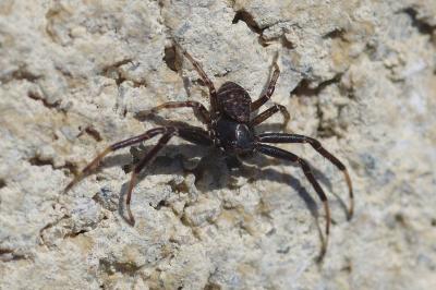 <i>Xysticus</i>