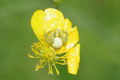 <i>Misumena vatia</i>