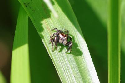 <i>Evarcha arcuata</i>