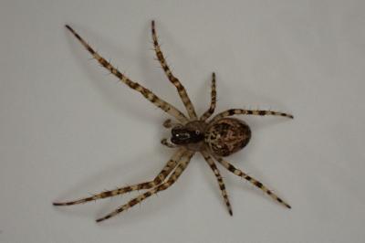 <i>Metellina merianae</i>