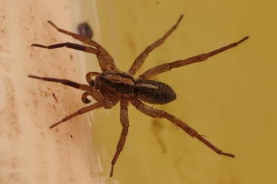 <i>Trochosa</i>