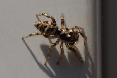 <i>Salticus scenicus</i>