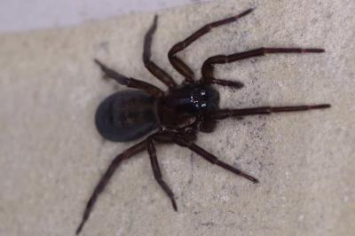 <i>Amaurobius</i>