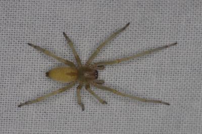 <i>Cheiracanthium</i>