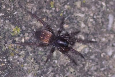 <i>Haplodrassus</i>