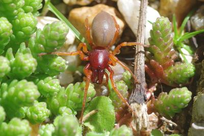 <i>Dysdera</i>