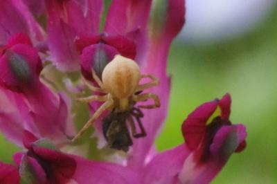 <i>Runcinia grammica</i>
