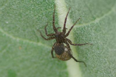 <i>Pardosa</i>
