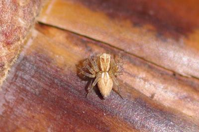 <i>Oxyopes</i>