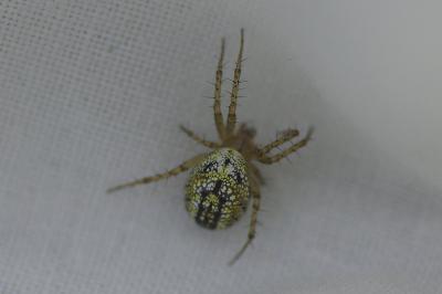 <i>Mangora acalypha</i>