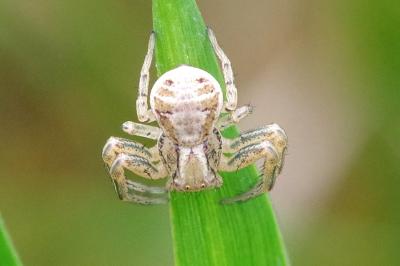 <i>Xysticus</i>