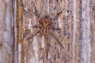 <i>Anyphaena accentuata</i>