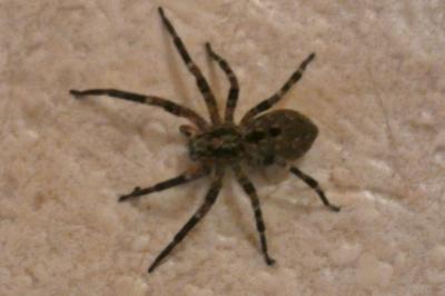 <i>Zoropsis spinimana</i>